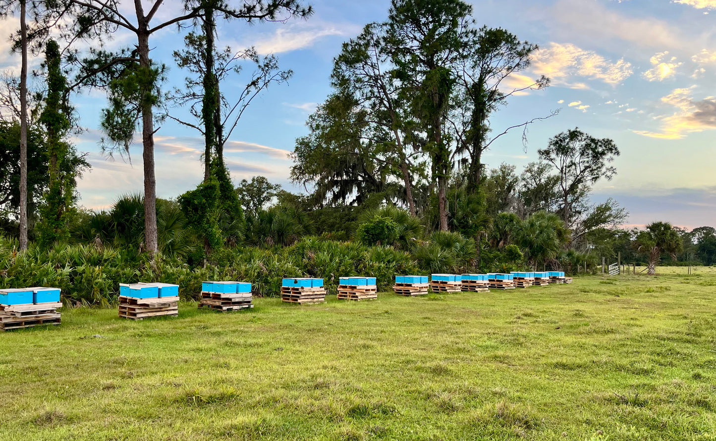 Wide landscape shot of open Florida countryside with Beehives,  live oaks and Spanish moss — Myakka corridor feel