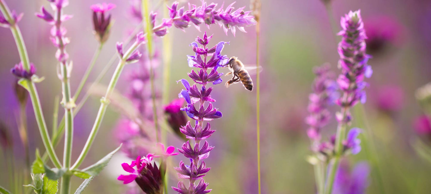 a honeybee gathering nectar | a Guide to help new beekeepers