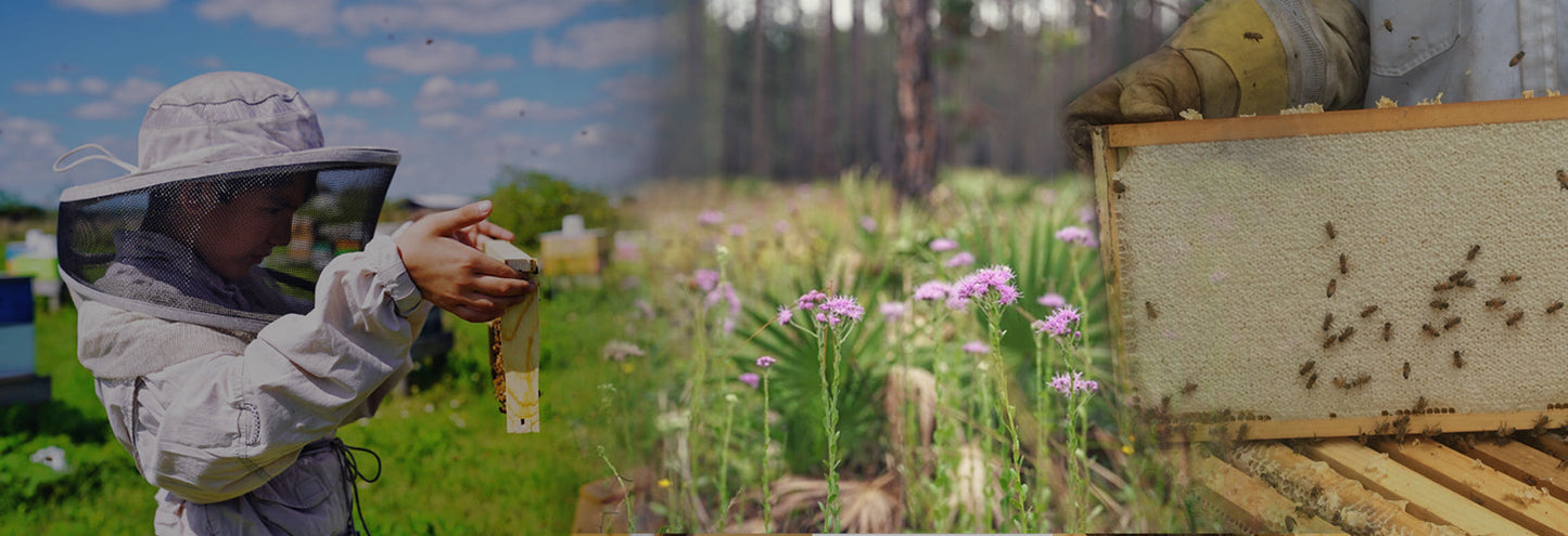 Florida Wildflower Honey: Benefits, Seasons, and What Makes It One of the Most Nutritious Honeys You Can Buy