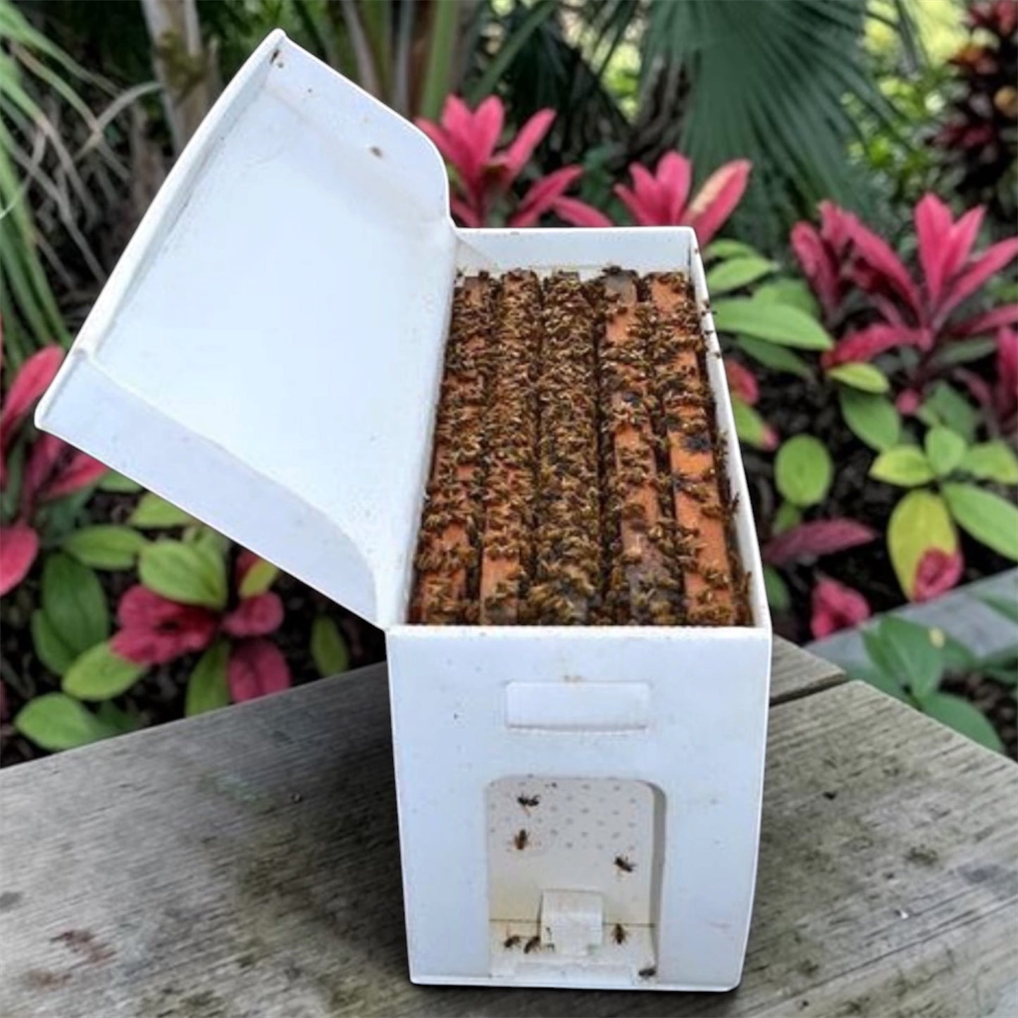 Nucs