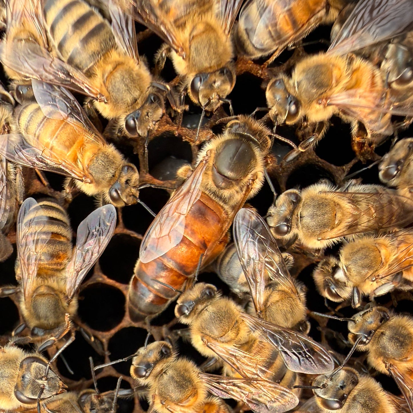 Capped queen cells for sale — Heritage Bee Farm Florida, Italian, Carniolan or Hybrid genetics, ships UPS Next Day Air nationwide
