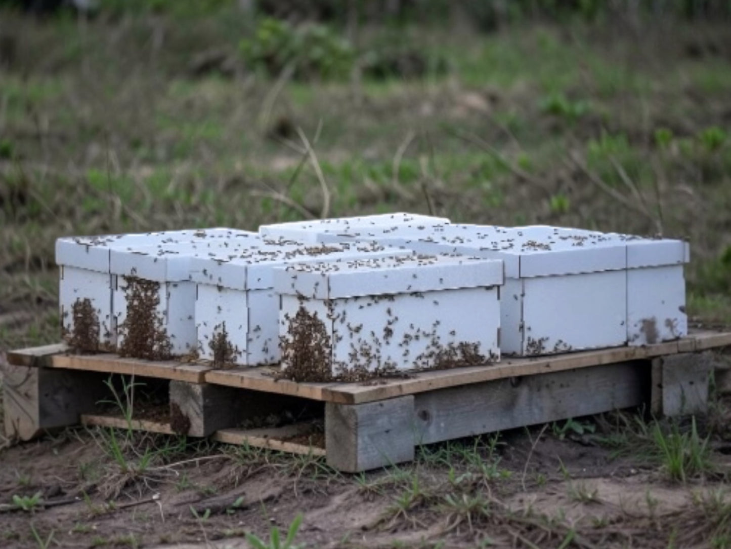 Heritage Bee Farm Nucs for Sale in Florida 