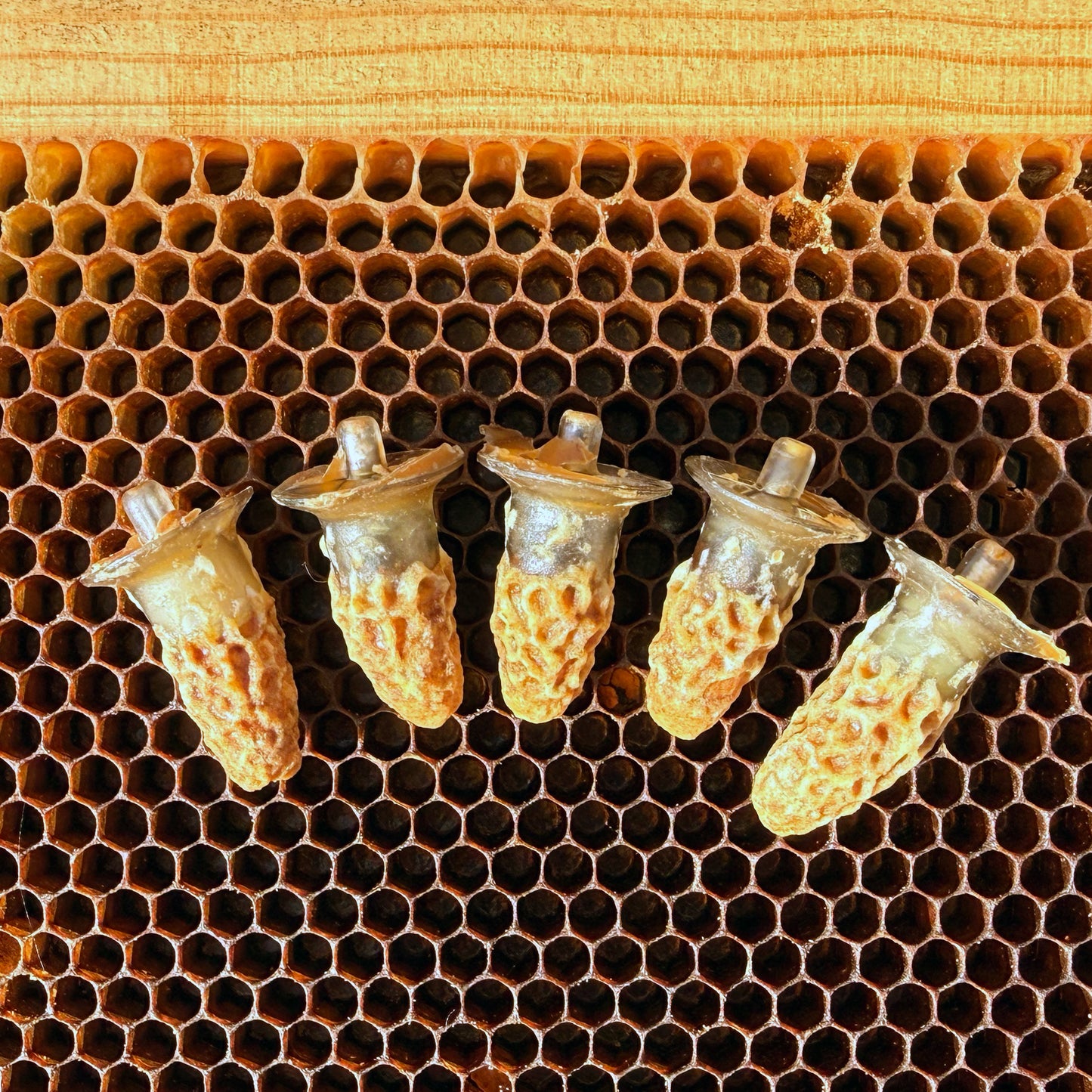 Nucs
