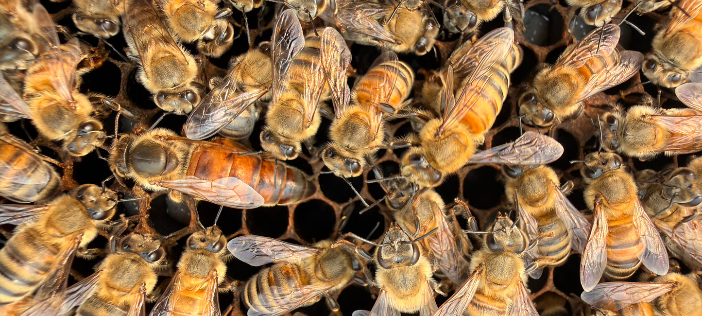 Queen Bees For Sale Throughout the US Nationwide Shipping!