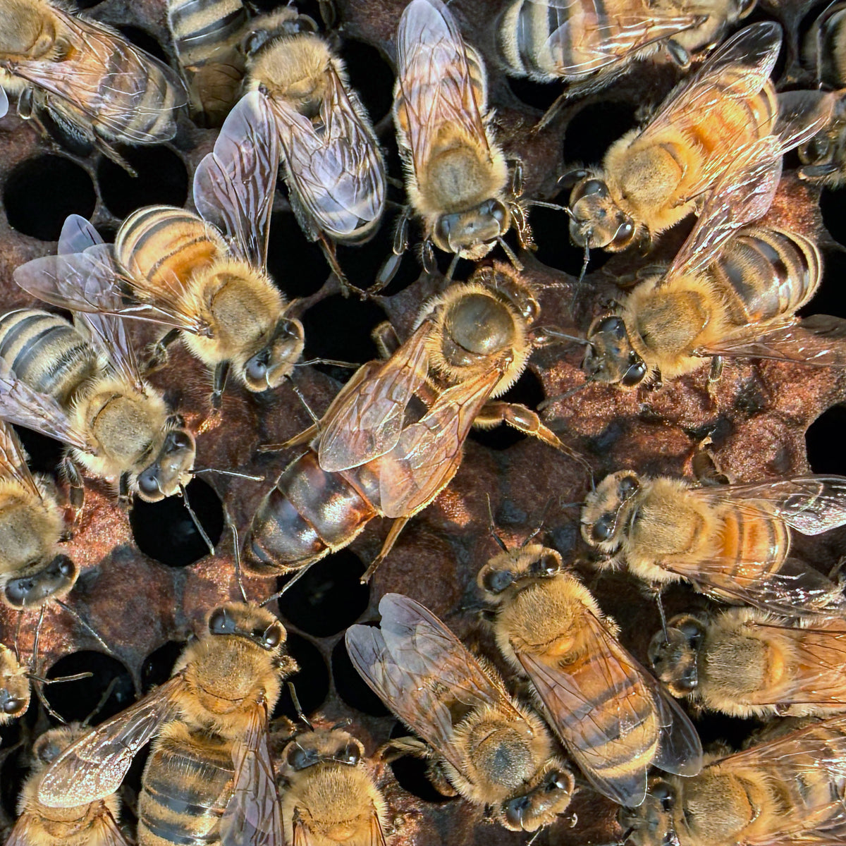 Carniolan Mated Queen Bee for Sale | Florida Queen Producer – Heritage ...