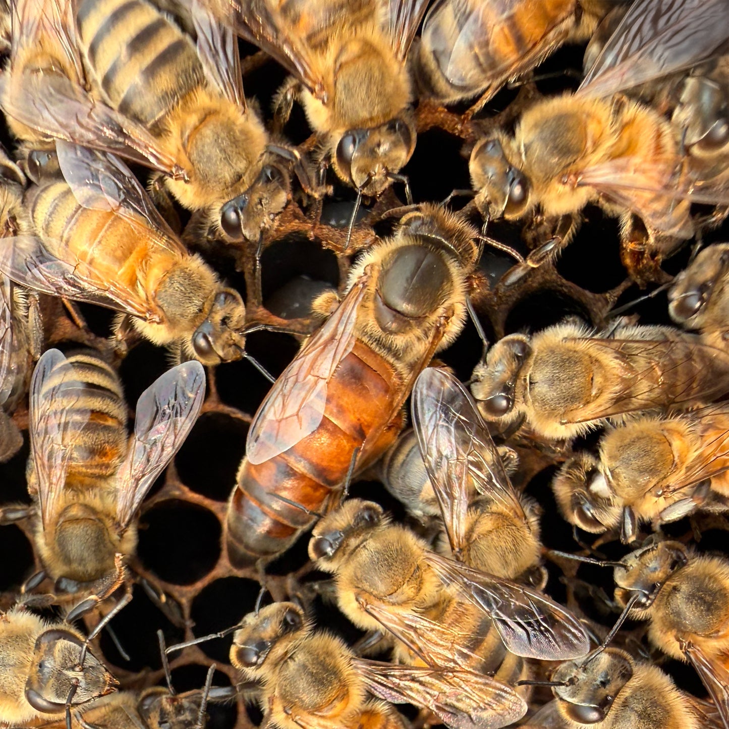 Close-up of capped queen cells showing peanut-shaped wax capping — Heritage Bee Farm Myakka City