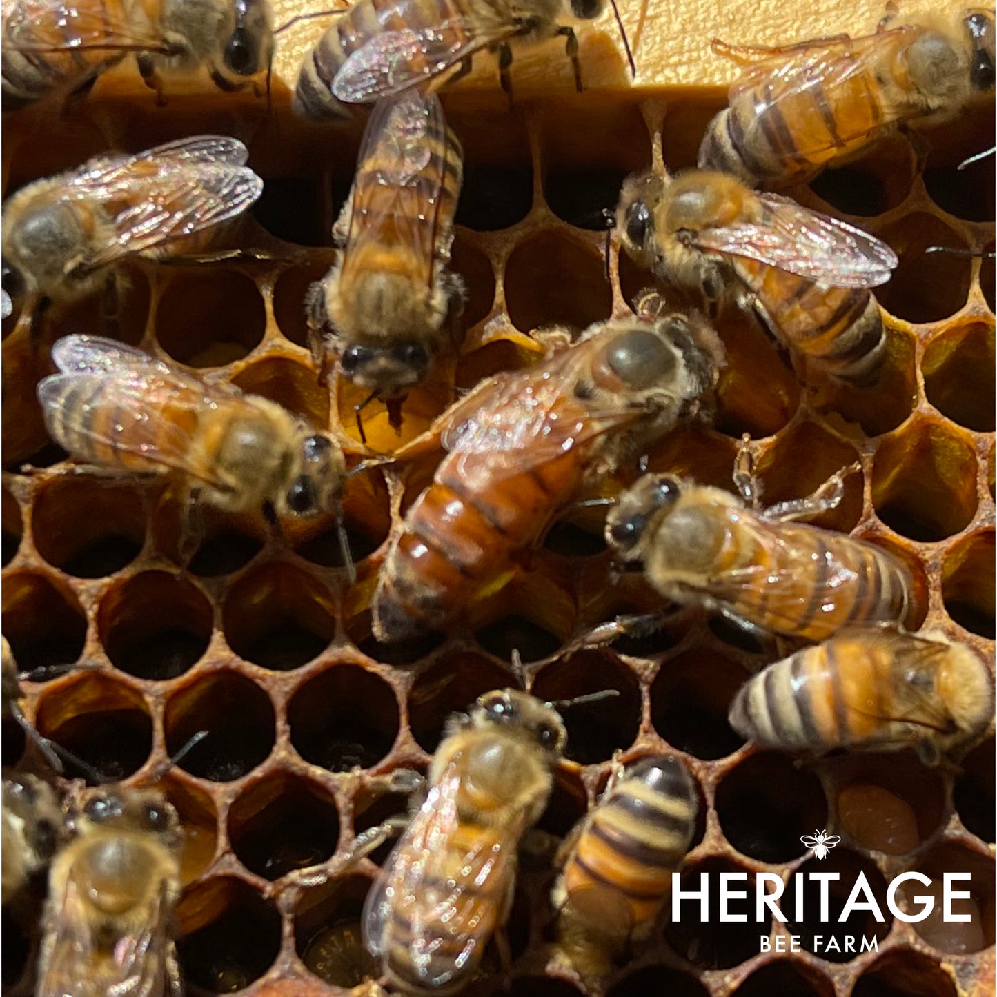 Mated Queens